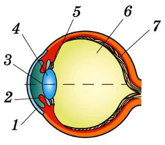  Глаз человека имеет почти шарообразную форму, сверху глаз защищен плотной оболочкой, склерой.